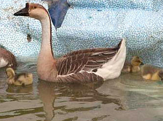 canard