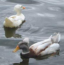 canard tatorne