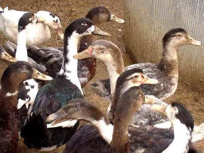 canard mulard