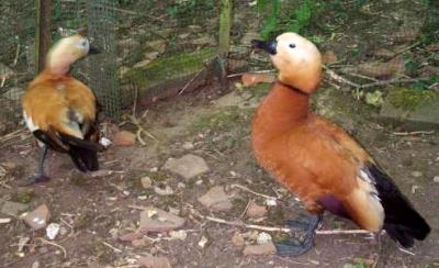 canard