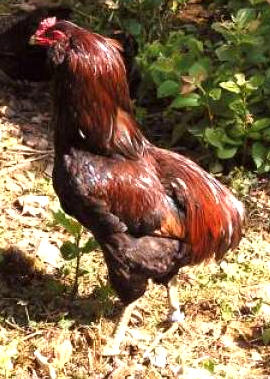 coq