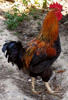 Coq