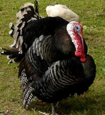 dinde noire de Sologne