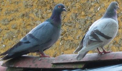 Pigeons