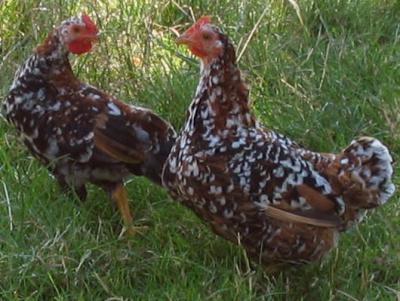 poules
