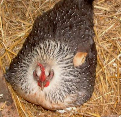 Poule