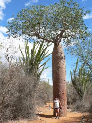 Photo : Baobab
