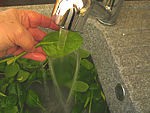 Velouté d'épinards aux tomates - 1.2