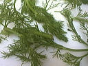 Salade de riz au thon - 4.2