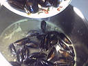 Moules aux carottes - 11.2