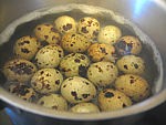 Oeufs de caille au Rocamadour - 2.2