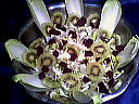 Salade de fromages - 5.2
