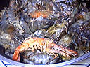 Salade tiède de moules aux primevères - 2.2