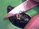 Salade tiède de moules aux primevères - 6.2