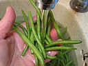 Haricots verts en salade - 4.2