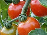 Tomates cocktail