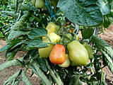 Tomates Roma