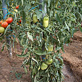 Tomates Andes