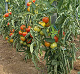 tomates