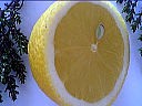 Citron