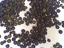 lentilles vertes