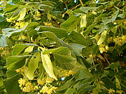 Tilleul