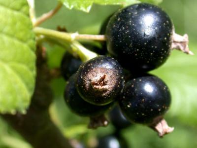 cassis