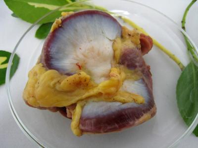 gesier de poulet
