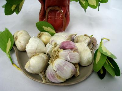 bulbes d'ail