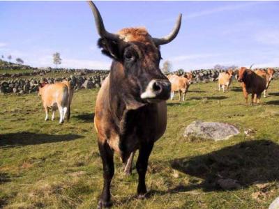 Photo : Boeuf dans son pré