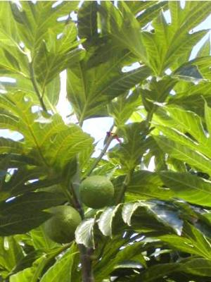 arbre à pain