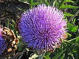 fleur d'artichaut