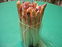 lier la botte d'asperges