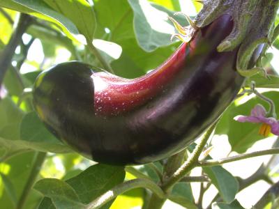 aubergine