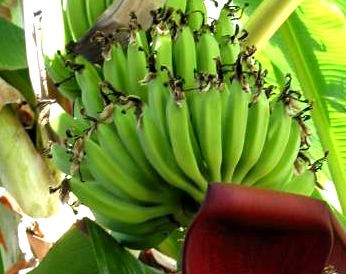Photo : Bananes et bananier