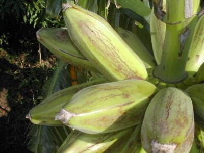 bananes carrés