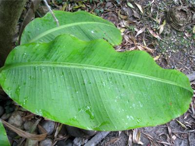 feuille bananier