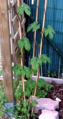 houblon