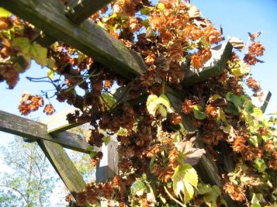 Photo : houblon