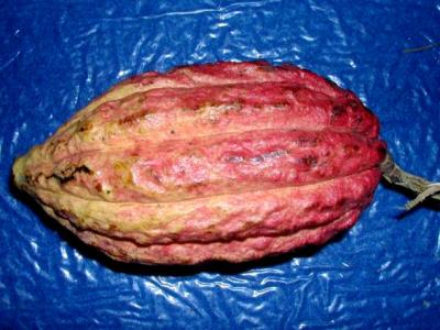 cacao-cabosse