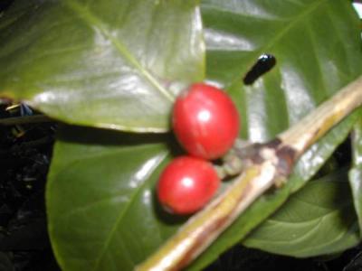 café