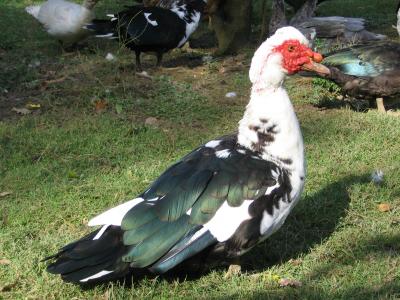 canard