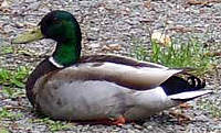 Canard