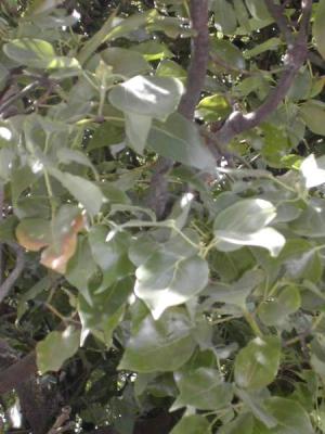 camphrier et ses feuilles