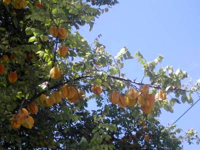 carambolier