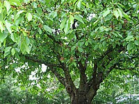 cerisier