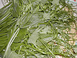 brèdes