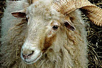 bouc