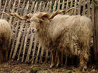 chèvre