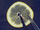 rondelle citron